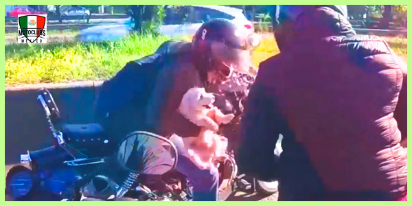 Un Pequeño Poodle Abandonado En Una Autopista Fue Rescatado Por Un Grupo De Motociclistas